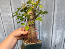 Load image into Gallery viewer, Trident Maple #45