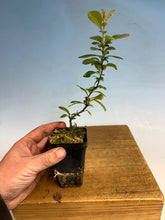 Load image into Gallery viewer, Japanese Quince