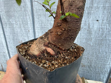 Load image into Gallery viewer, Chinese Elm #2