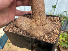 Load image into Gallery viewer, Trident Maple #36