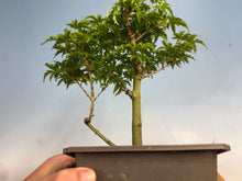 Load image into Gallery viewer, Shishigashira Japanese Maple 018