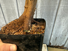 Load image into Gallery viewer, Trident Maple #17