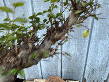 Load image into Gallery viewer, Chinese Elm #6