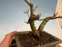 Load image into Gallery viewer, Shishigashira Japanese Maple 001