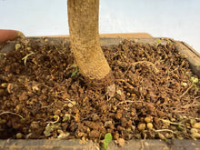 Load image into Gallery viewer, Trident Maple 010