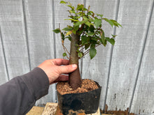 Load image into Gallery viewer, Zelkova, Japanese Grey Bark Elm #13