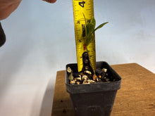 Load image into Gallery viewer, Japanese Gardenia