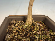 Load image into Gallery viewer, Japanese Wisteria 005