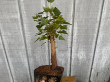 Load image into Gallery viewer, Trident Maple #37