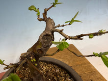 Load image into Gallery viewer, Chinese Quince 008