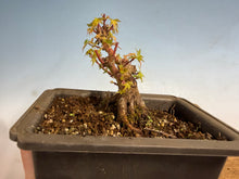 Load image into Gallery viewer, Kotohime Japanese Maple-001