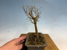 Load image into Gallery viewer, Zelkova, Japanese Grey Bark Elm 004