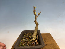 Load image into Gallery viewer, Japanese Wisteria 005
