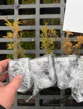 Load image into Gallery viewer, Itoigawa Shimpaku Juniper