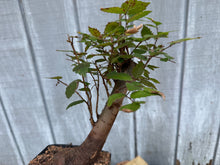 Load image into Gallery viewer, Zelkova, Japanese Grey Bark Elm #14