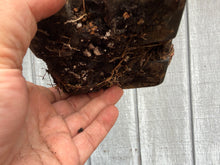 Load image into Gallery viewer, Trident Maple #31