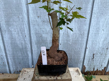 Load image into Gallery viewer, Trident Maple #30