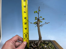 Load image into Gallery viewer, Chinese Elm, Root Cutting 001