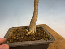 Load image into Gallery viewer, Japanese Wisteria 009-old one!