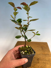 Load image into Gallery viewer, Chinese Quince