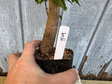 Load image into Gallery viewer, Trident Maple #9