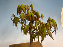 Load image into Gallery viewer, Japanese Maple 004