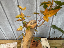 Load image into Gallery viewer, Trident Maple #28