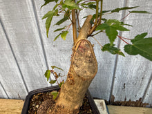 Load image into Gallery viewer, Trident Maple #47