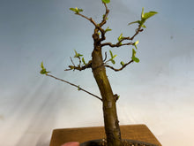 Load image into Gallery viewer, Chinese Quince 007