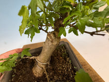 Load image into Gallery viewer, Trident Maple 008