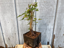 Load image into Gallery viewer, Trident Maple #5