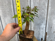 Load image into Gallery viewer, Trident Maple #9