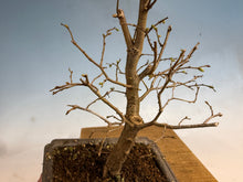 Load image into Gallery viewer, Zelkova, Japanese Grey Bark Elm 002