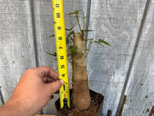 Load image into Gallery viewer, Trident Maple #12