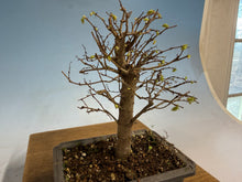 Load image into Gallery viewer, Zelkova, Japanese Grey Bark Elm 003