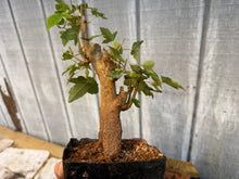Load image into Gallery viewer, Trident Maple #18