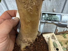 Load image into Gallery viewer, Japanese Crepe Myrtle #2