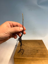 Load image into Gallery viewer, Japanese Persimmon-Bare Root
