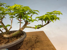 Load image into Gallery viewer, Shishigashira Japanese Maple 019