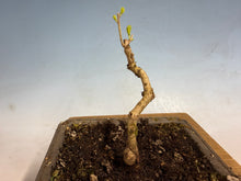 Load image into Gallery viewer, Beautyberry-002