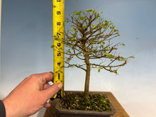 Load image into Gallery viewer, Chinese Hackberry, Celtis 002