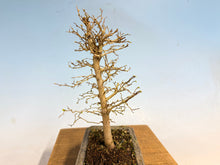 Load image into Gallery viewer, Zelkova, Japanese Grey Bark Elm 001