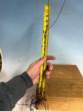 Load image into Gallery viewer, Chinese Elm, Ulmus Parvifloria, 3-4 year, Cut Back