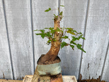 Load image into Gallery viewer, Trident Maple #39