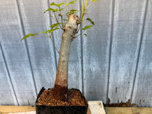 Load image into Gallery viewer, Trident Maple #25