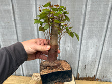 Load image into Gallery viewer, Zelkova, Japanese Grey Bark Elm #10