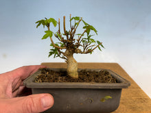 Load image into Gallery viewer, Trident Maple 018