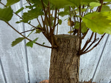 Load image into Gallery viewer, Zelkova, Japanese Grey Bark Elm #21