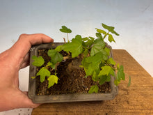 Load image into Gallery viewer, Trident Maple 013