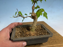 Load image into Gallery viewer, Trident Maple 016